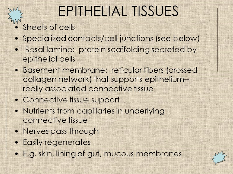 EPITHELIAL TISSUES Sheets of cells Specialized contacts/cell junctions (see below)  Basal lamina: 